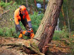 Best Tree Disease Treatment  in San Fernando, CA