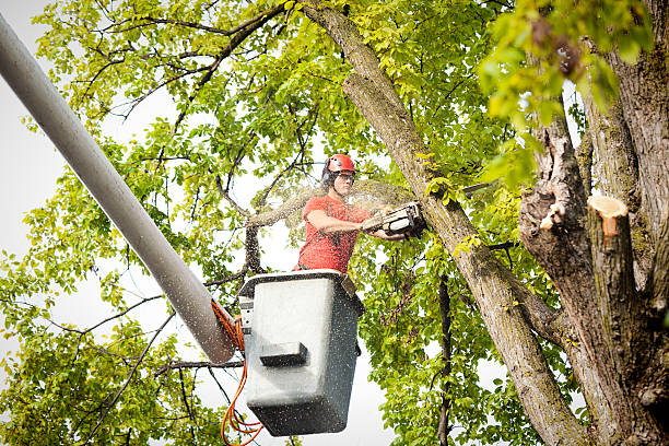 Reliable San Fernando, CA Tree Services Solutions